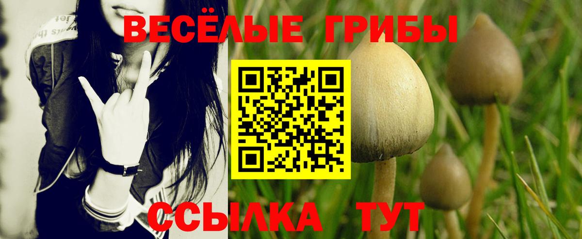 Галлюциногенные грибы Psilocybe Чехов